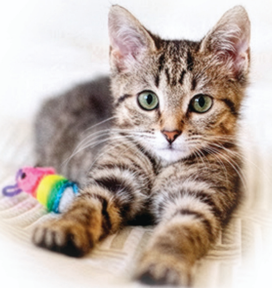 Pet Care - Spaying Helps Prevent Cat Overpopulation